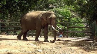 A huge tusker in the Yala forest visits the Sithulpawwa temple daily. |A daily visitor to our temple