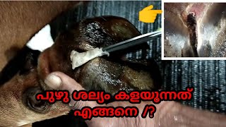 Cleaning the worm in the cow's feet പശുവിന്റെ കുളമ്പിലെ പുഴു