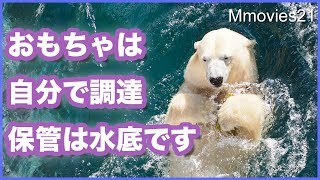 リラの遊び道具は3種類 ララは三角コーン　デナリはポリタンク Polar Bears Life