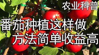 这样种番茄，特别简单，结果多，收益高！菜农看后也跟着学【付老师种植团队官方频道】