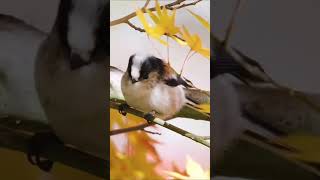 【癒される生物】【エナガ】【雪の妖精】【野鳥】【トワツガイのキャラ、エナガちゃんはめちゃくちゃ可愛い鳥です】【北平大樹のたいやきチャンネル】#shorts #癒し #野鳥 #ゲーム #キャラクター