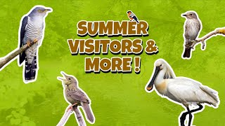 Rare Returning Wader, Summer Visitors & More ! (Cromane & Killarney National Park, Kerry, Ireland)