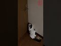 自分でドアを開ける猫 賢い ぶち猫 ぶっちゃん shorts cat open the door. 可愛い 猫の知能 世界猫の日 world cat day