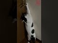 自分でドアを開ける猫 賢い ぶち猫 ぶっちゃん shorts cat open the door. 可愛い 猫の知能 世界猫の日 world cat day