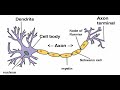 Two Minutes of Anatomy: Nerves