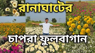 15 টাকায় রানাঘাটের চাপড়া ফুলবাগান 2025 | RANAGHAT CHAPRA FLOWER VALLEY 2025 | KHIRAI TOUR 2025