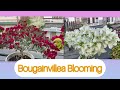 Ka Saron ho thlir ang aw #bougainvillea #gardening #flowers