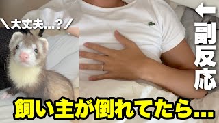 飼い主が副反応で死んでる時のフェレットの対応が神すぎた...(？)【コロナワクチン】