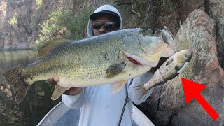 Bass Fishing With Shad Glide Baits Is Too Easy!