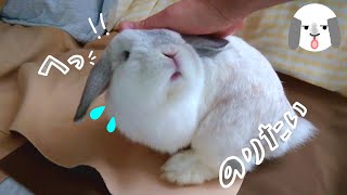 Rabbit breaks through, he always wants to get on the couch 【No.131】