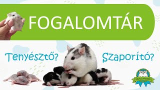 Fogalomtár - Mi a különbség a tenyésztő és a szaporító között?