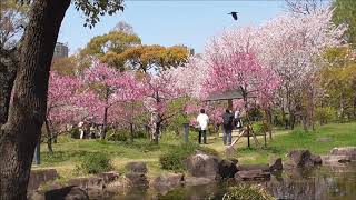 桜満開の大阪市　桜之宮公園　藤田邸跡公園（ふじたていあとこうえん）