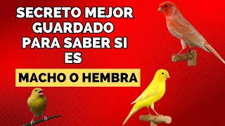 TRUCOS PARA SABER SI TU CANARIO ES MACHO O HEMBRA (MUY FACIL)