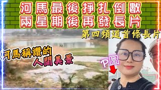 河馬最後掙扎 | 消失兩星期後首套長片 | 又有改詞 - 臭臭河畔。有關河馬嚇人審美觀