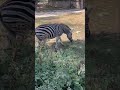 ⁉️வரி குதிரை zebra in thailand💥😯😱 thailand indianmominthailand zebra