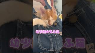 もふ猫の成長日記...？　#shorts