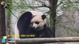 20220327 圓仔午覺睡醒，慵懶地打哈欠搔癢 The Giant Panda Yuan Zai