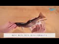 山女魚（やまめ）のさばき方：串打ち how to filet kind of trout fish ver. kushi uchi ｜日本さばけるプロジェクト（海と日本プロジェクト）