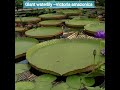 Incredible Plant -Giant waterlily (Victoria amazonica)