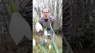 The best time to transplant Snowdrops #snowdrop #permaculture #gardening #winterfloweringplants