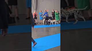 MyDog 1 - National Dog Show Göteborg (SE) BESTE HÜNDIN (BOS) – Quilty Quill vom Teutoburger Wald