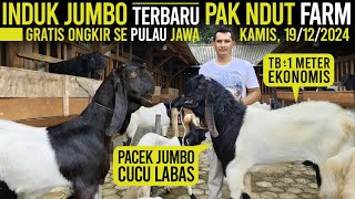 CANTIK SUDAH K4WIN JUARA 2 PIALA RAJA !!! Kambing PE Kaligesing Pak Ndut Farm.