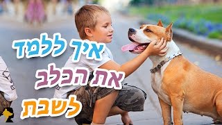 איך ללמד כלב לשבת בפקודה | אילוף כלבים בגישה חיובית | איך ללמד גור לשבת | טל שלוש מאלף כלבים בכיר