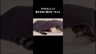 タオルに入って寒さを凌ぐ猫のきーちゃん① #shorts