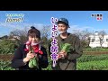 野菜ソムリエかめみんのとれたていかがでshow ＃６小カブ桃寿