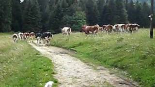 Cows in an Alpine Pasture