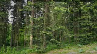 RELAXING NATURE VIDEO WITH MUSIC / RELAXING VIDEO / forest trees nature music