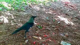 Crow(കാക്ക),House Crow, Corvus splendens, പ്രകൃതിയുടെ തോട്ടി