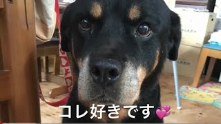 ママの手作りご飯🍚【元保護犬Mille・大型犬・餌・ロットワイラー】