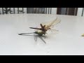 dragonfly cannibalism