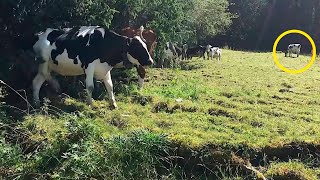 Корова всегда теряла молоко, и фермер решил идти за ней пешком!