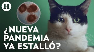 OMS advierte sobre gripe aviar que ocasionaría nueva pandemia; gatos mueren infectados en Polonia