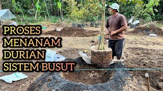 Cara Menanam Durian Dengan Sistem Busut | Bocah Duren