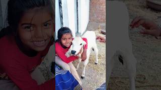 Little Girl Sings To Baby Calf || ViralHog 😂#cow #cowbaby #cute #shorts #cowfarm