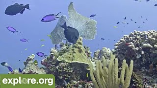 Cayman Reef Cam powered by EXPLORE.org