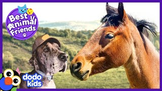 Scared Horses Are Helped By A Hero Dog | Animal Videos For Kids | Dodo Kids