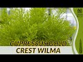 Exploring the Beauty of Cupressus Gold Crest Wilma (Cupressus macrocarpa 'Wilma')