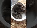 ミルワームを食べるハムスターの親子　parents and children of hamsters eating mealworms