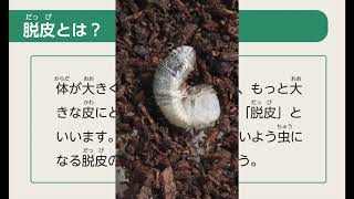 授業に活かせる動画集：カブトムシの一生を知ろう！（蛹化と羽化無しバージョン）