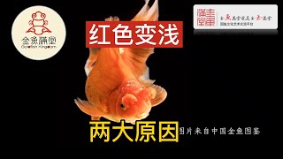 金鱼花色 第12集 - 红色变浅两大原因