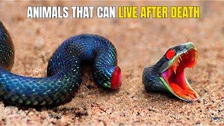 10 Animals That Can Live After Death