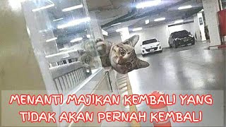 KISAH SEDIH SEEKOR KUCING