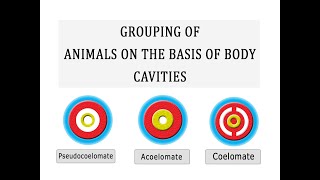 Grouping of Animals on the basis of Body Cavity