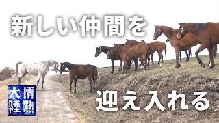 【Make you happy】Heart warming moment of a former racehorse joins the herd.[HORSE TRUST]