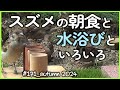 「スズメの朝食と水浴びといろいろ【メヌエット】」（Sparrow's breakfast, bathing, and more.）  2024秋_#171