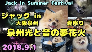 ポメラニアン・ジャック in 泉州光と音の夢花火　Jack seeing Summer Festival Fireworks